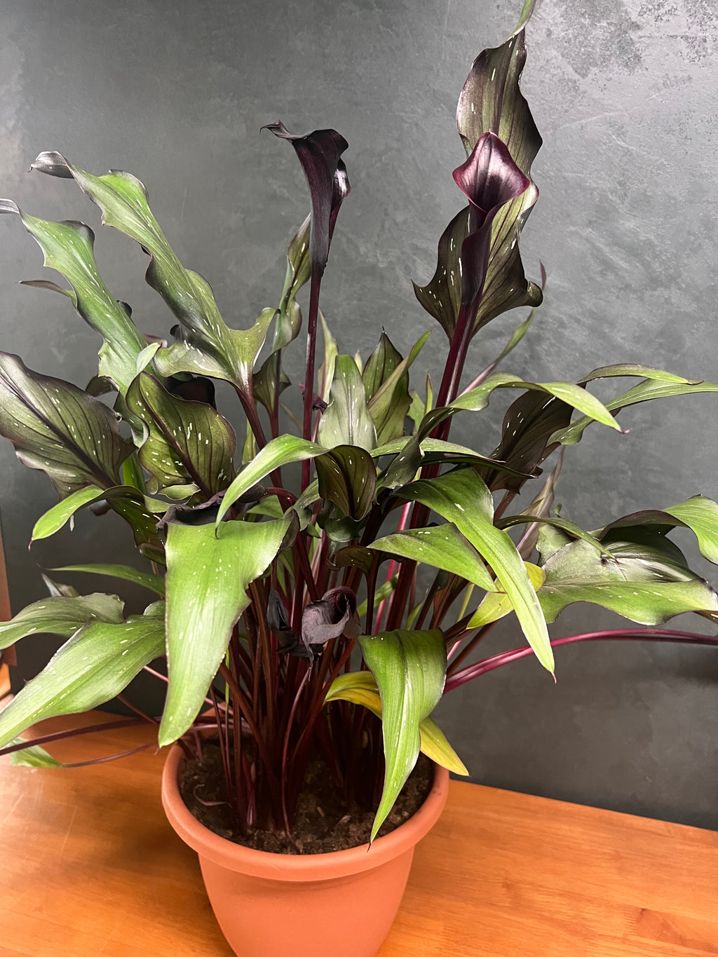 Maroon Calla Lily