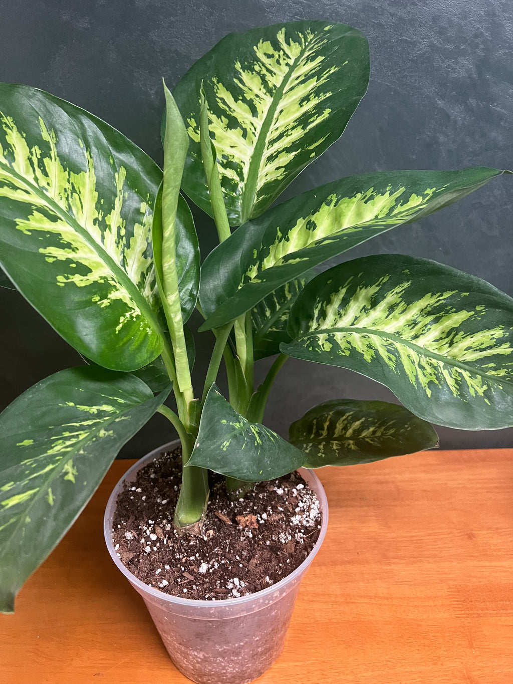 Dieffenbachia - Tropic Snow