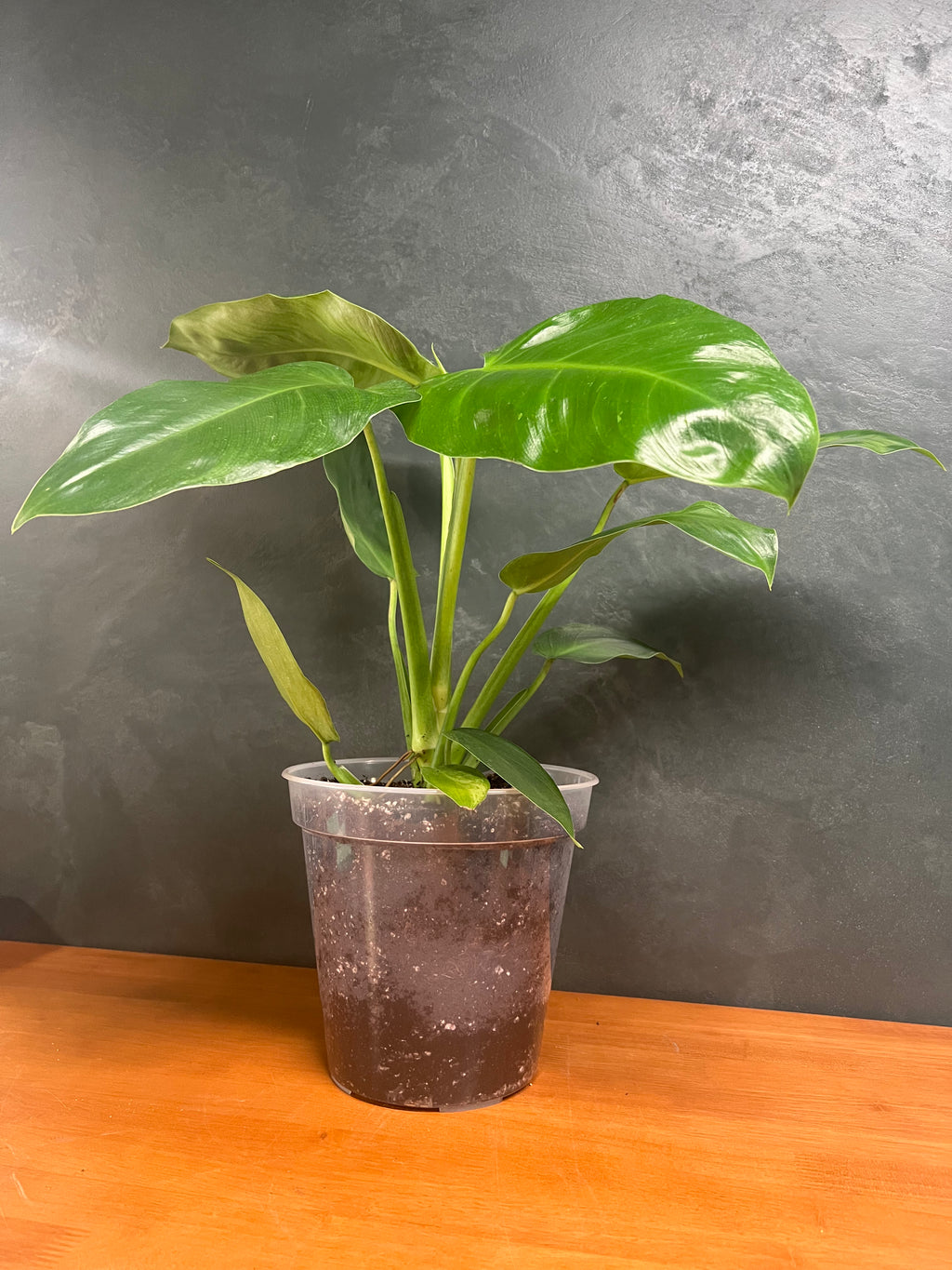 Philodendron - 'Jose Buono'
