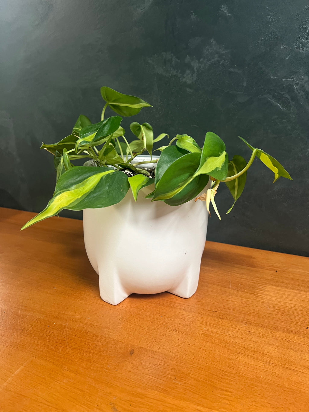 Philodendron - Brasil