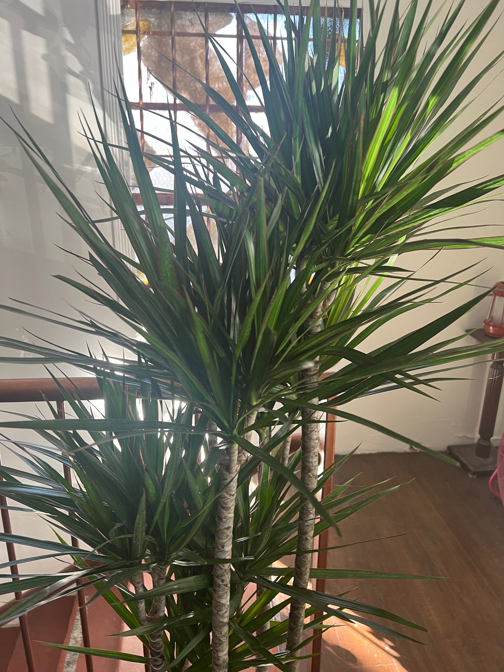 Dracaena - Marginata
