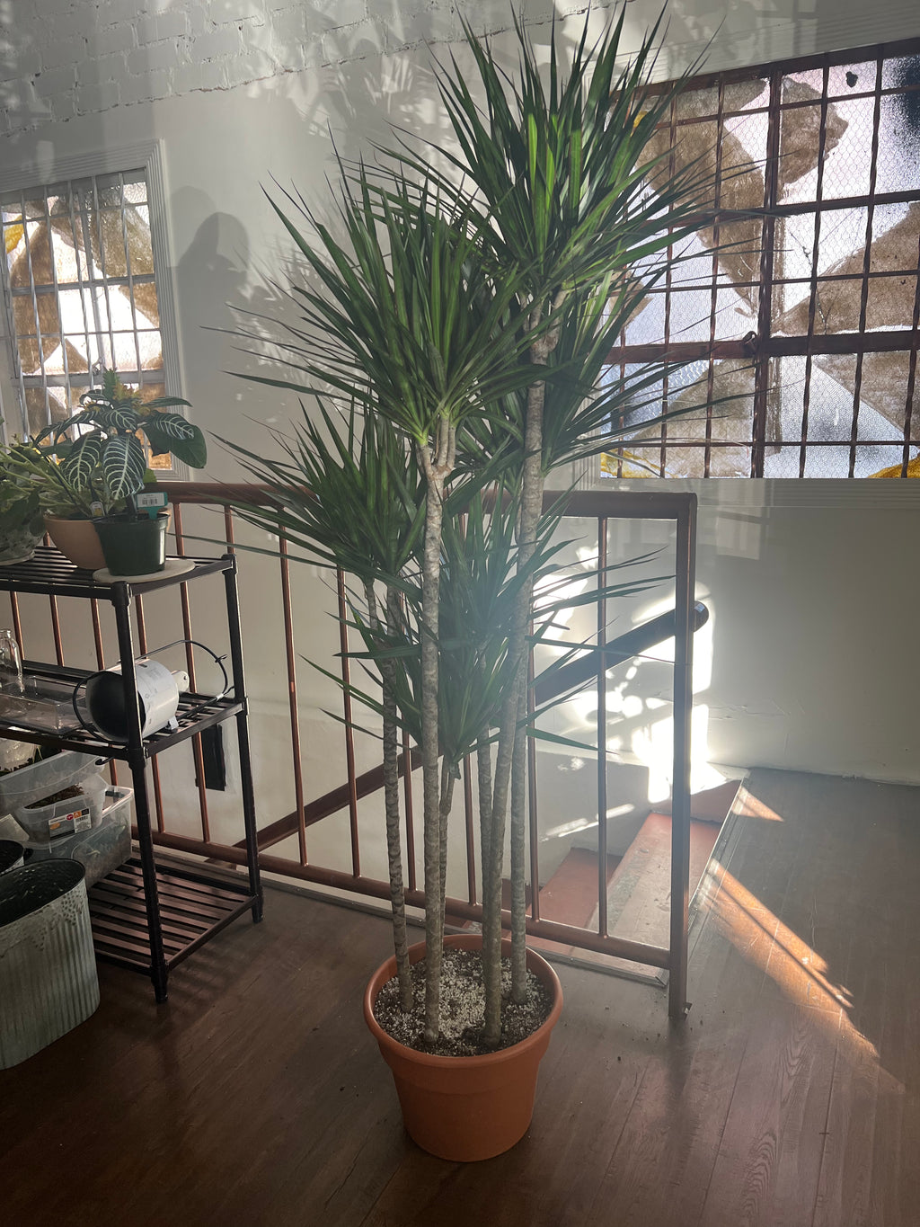 Dracaena - Marginata
