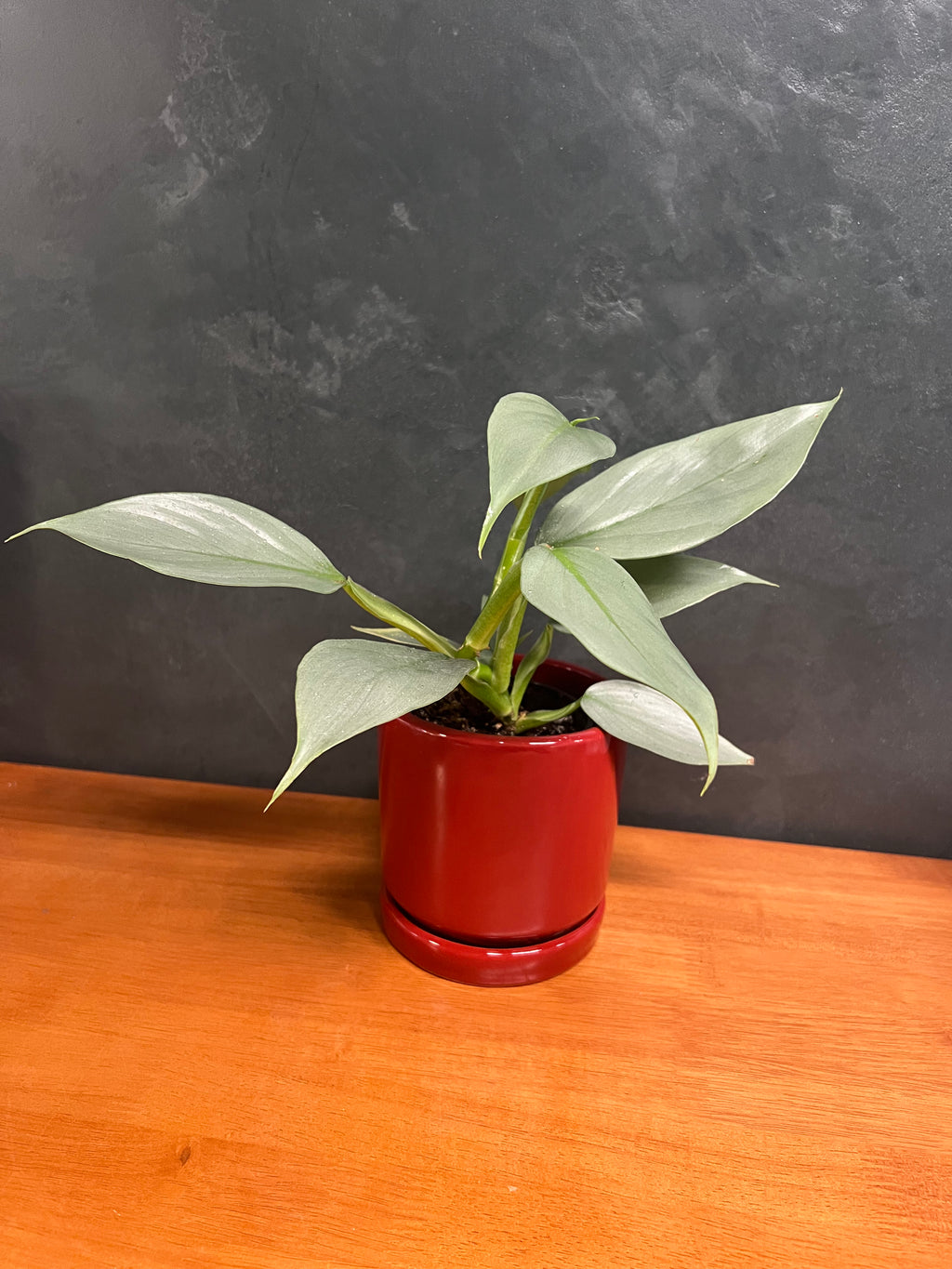 Philodendron – Silver Sword