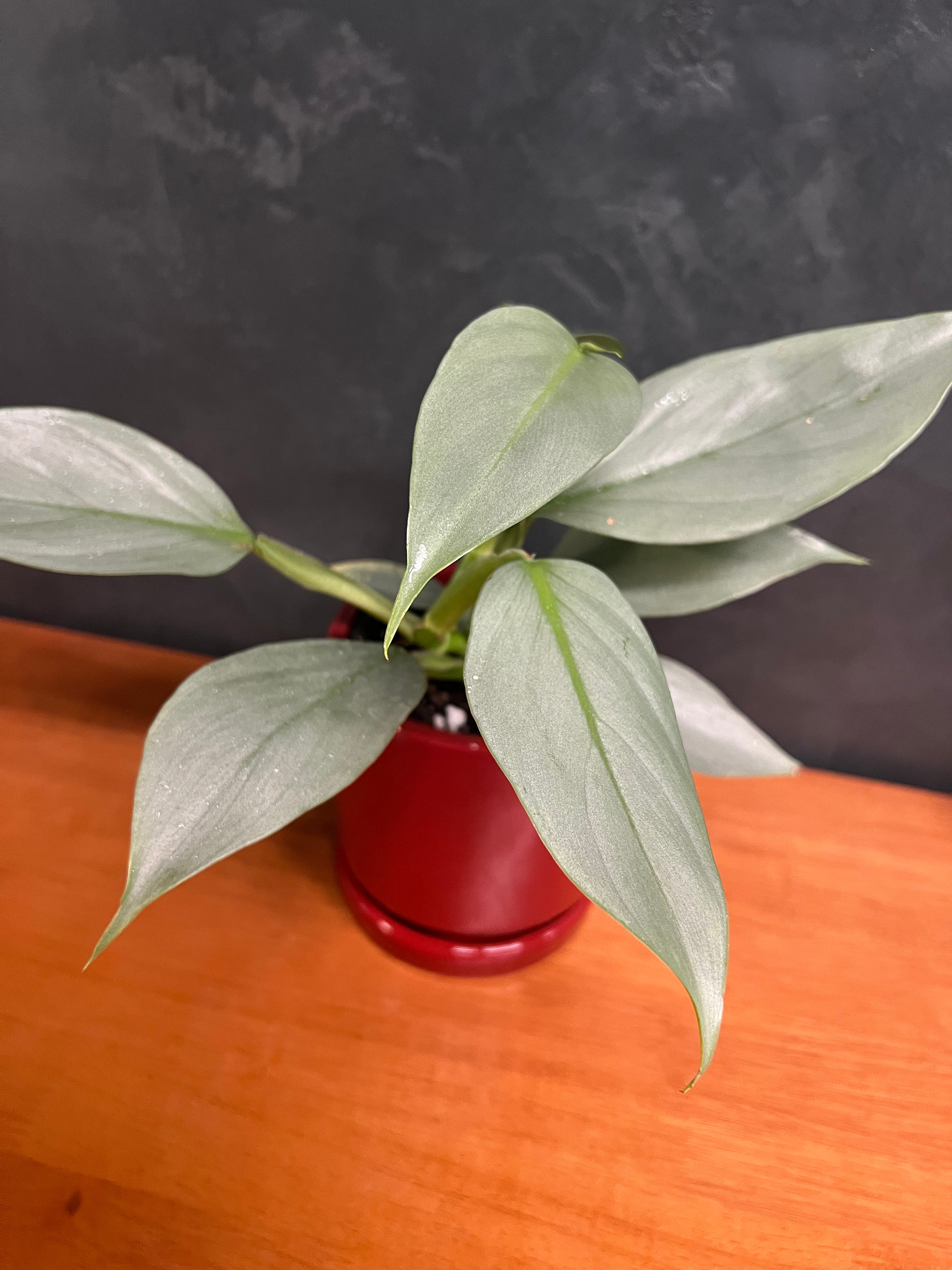 Philodendron – Silver Sword
