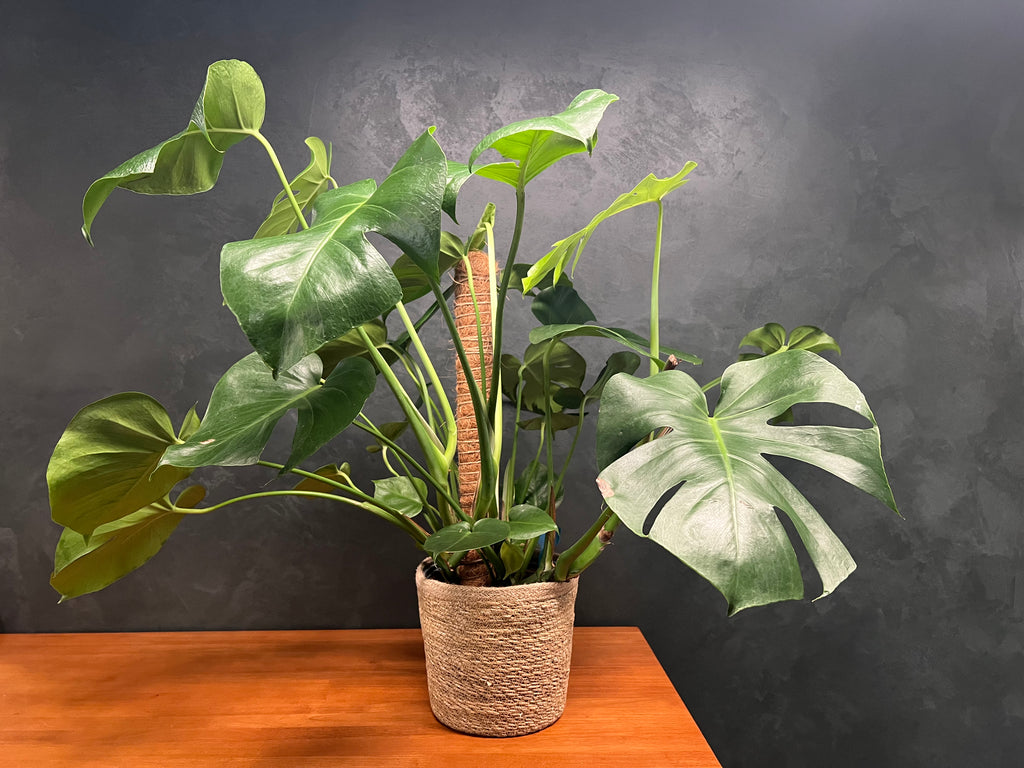Monstera - Deliciosa