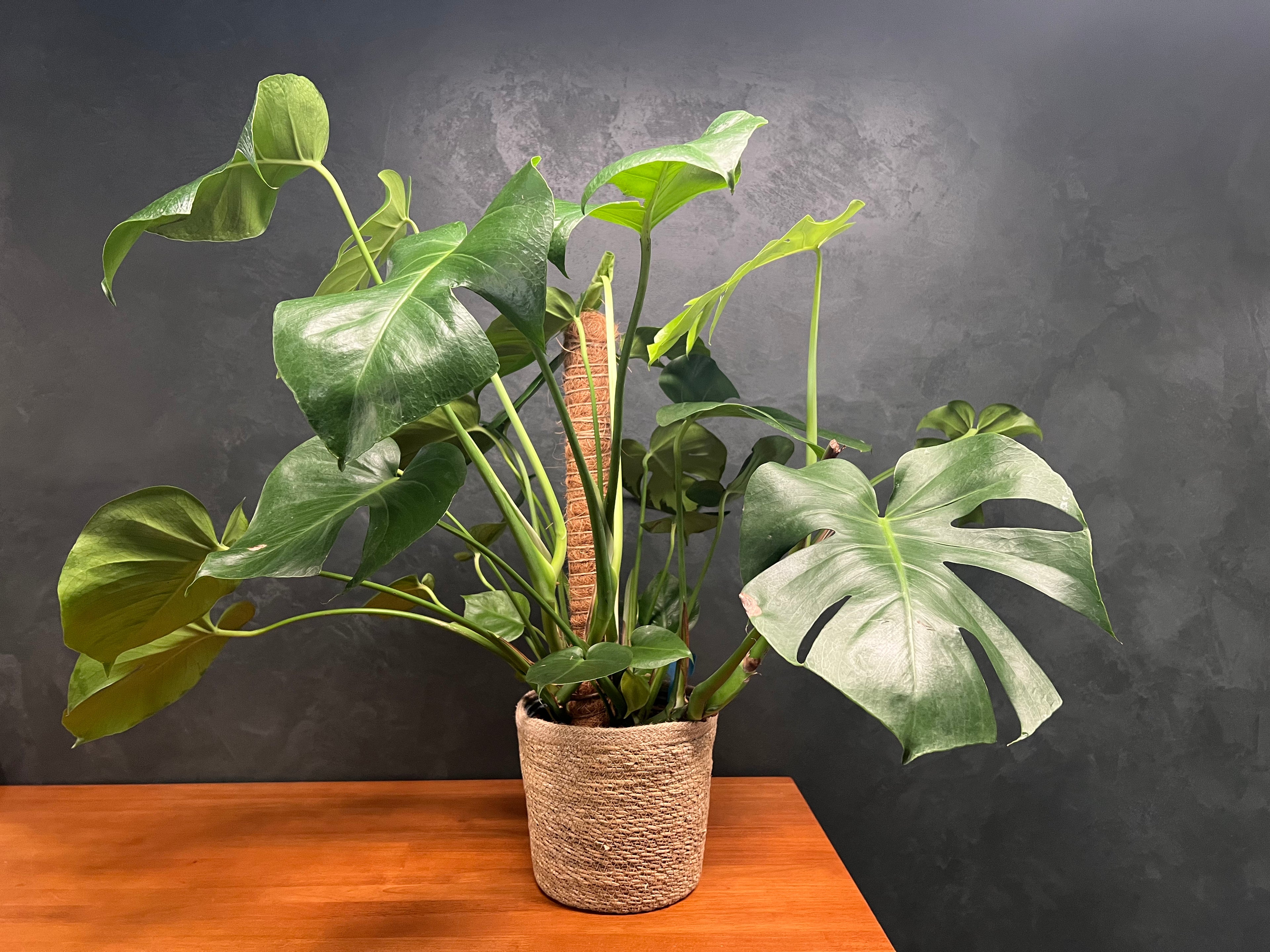 Monstera - Deliciosa