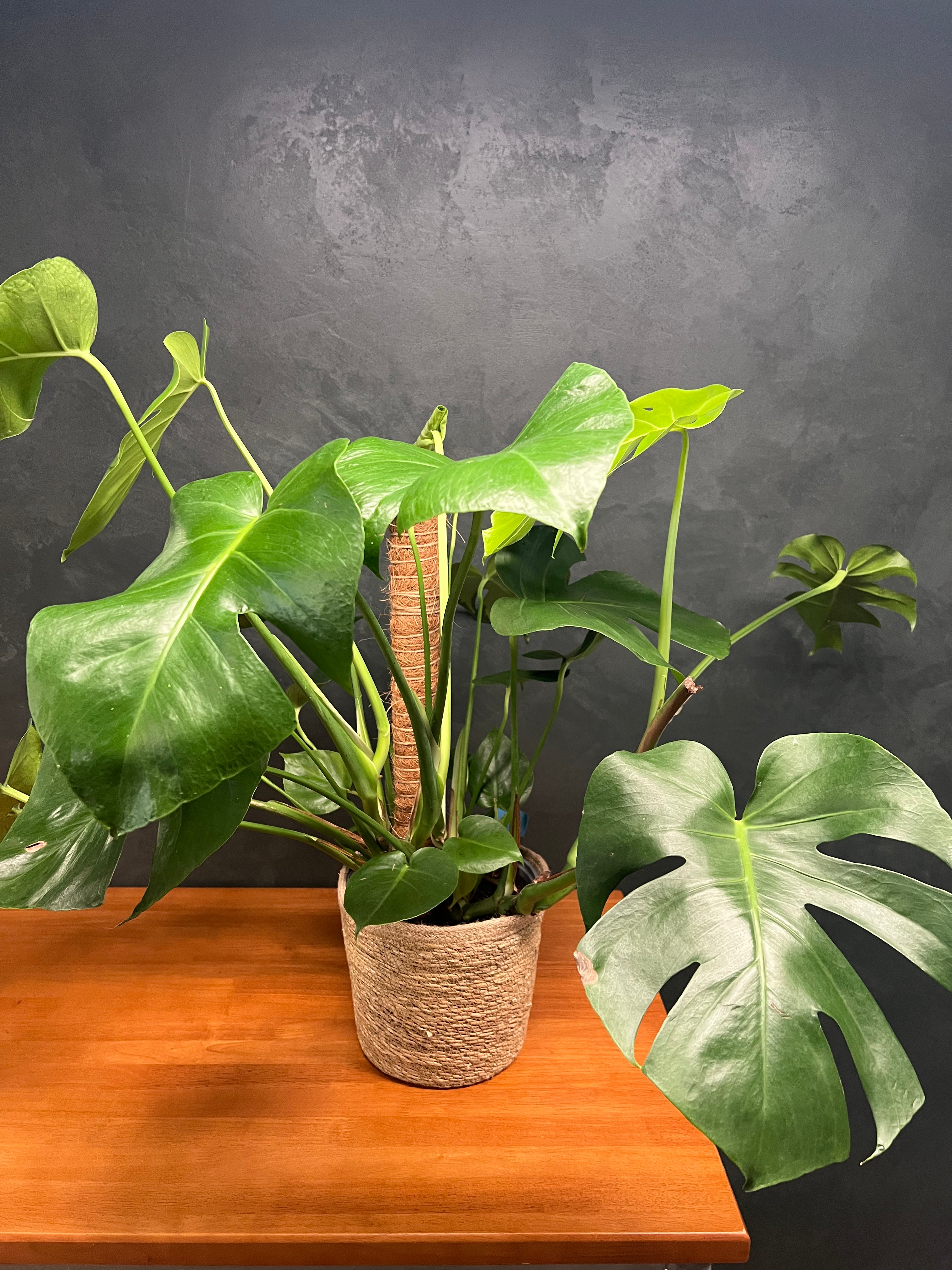 Monstera - Deliciosa