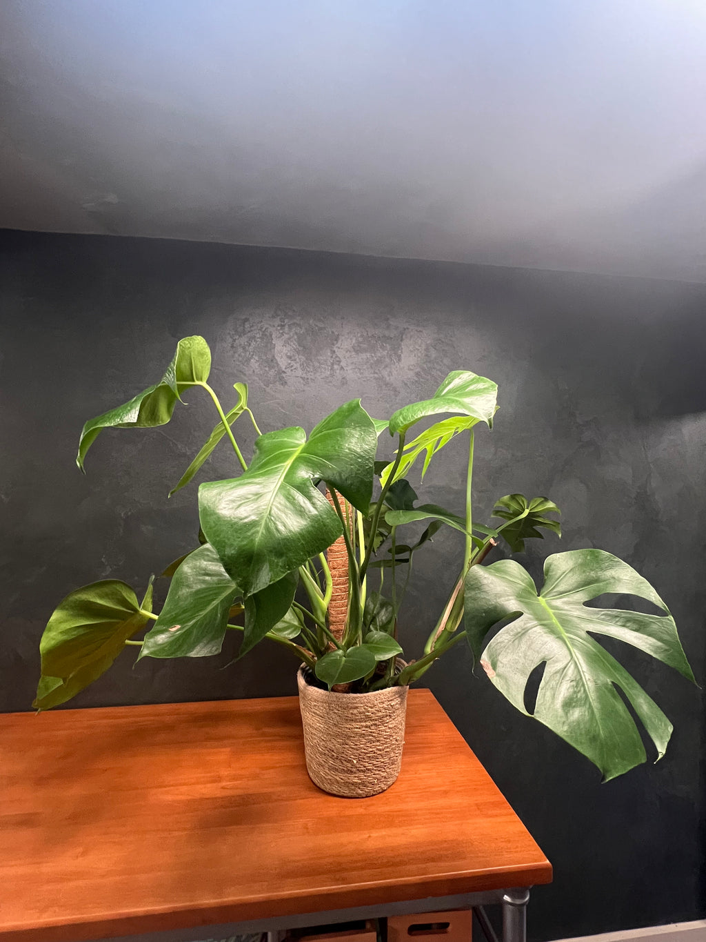 Monstera - Deliciosa