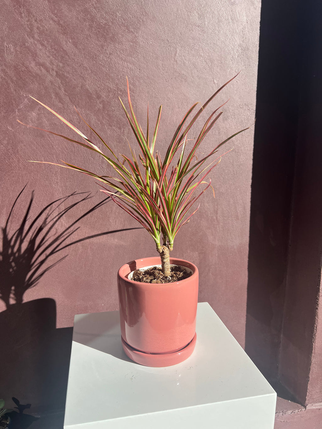 Dracaena Tree – Colorama (Pink)
