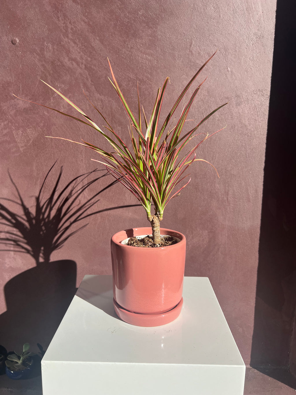 Dracaena Tree – Colorama (Pink)
