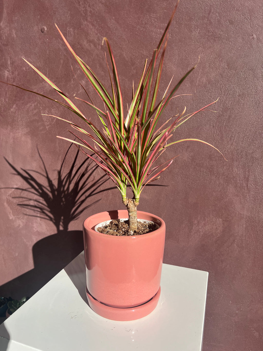 Dracaena Tree – Colorama (Pink)