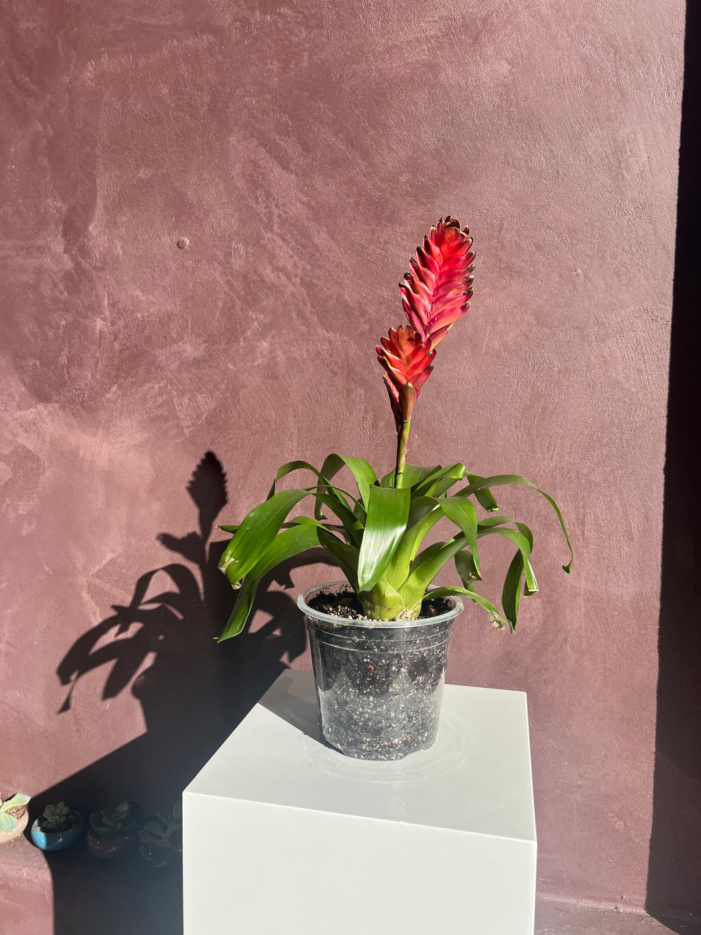 Bromeliad - Flaming Sword
