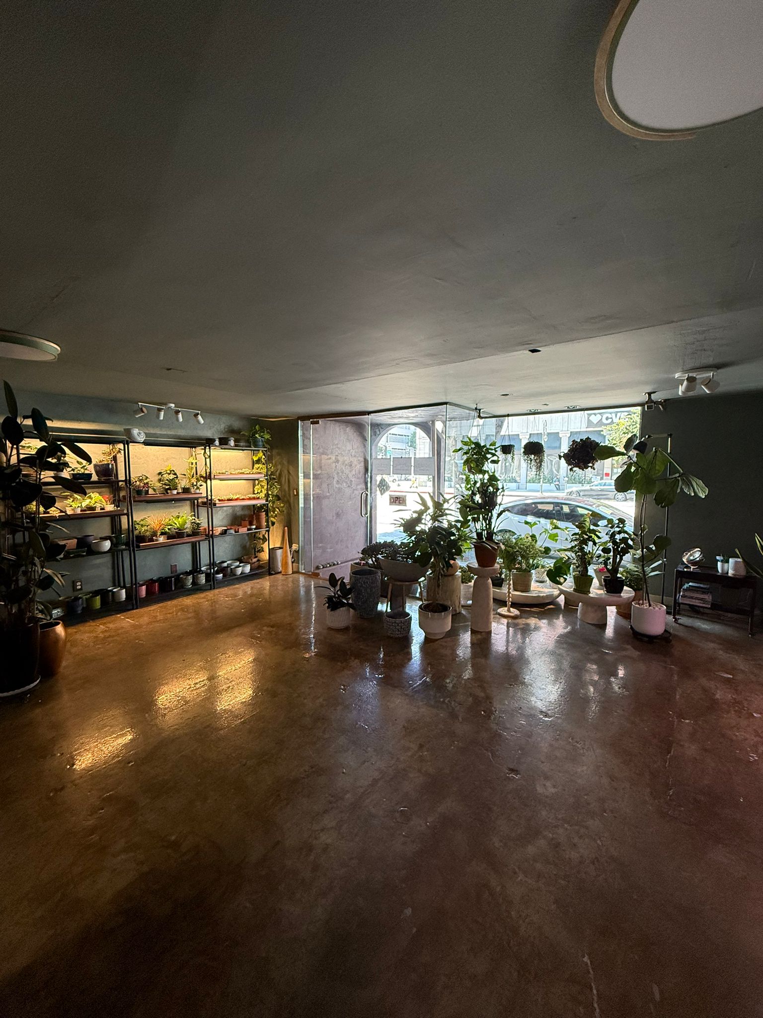 Nysa Botanica