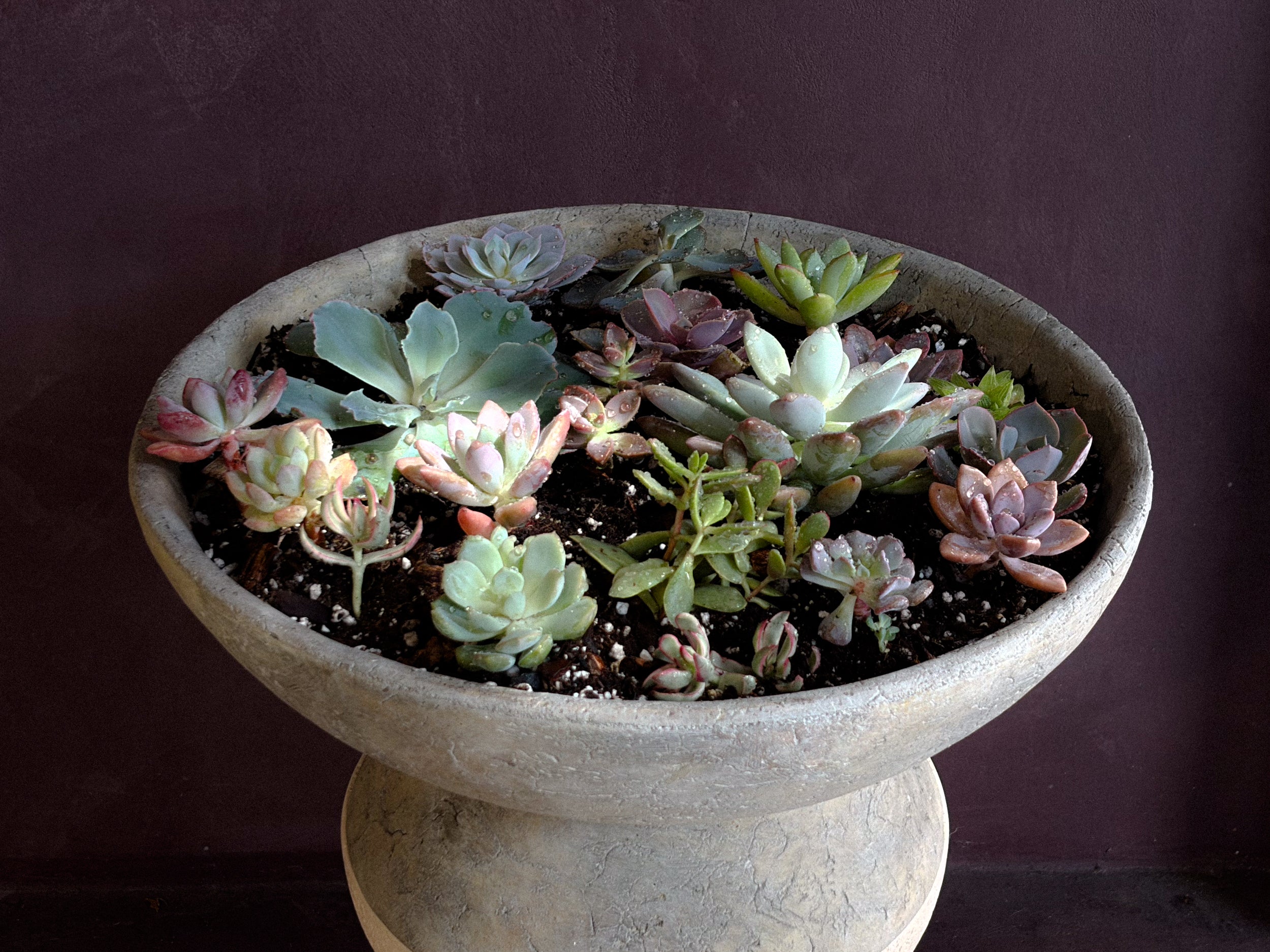 Succulent Arrangements