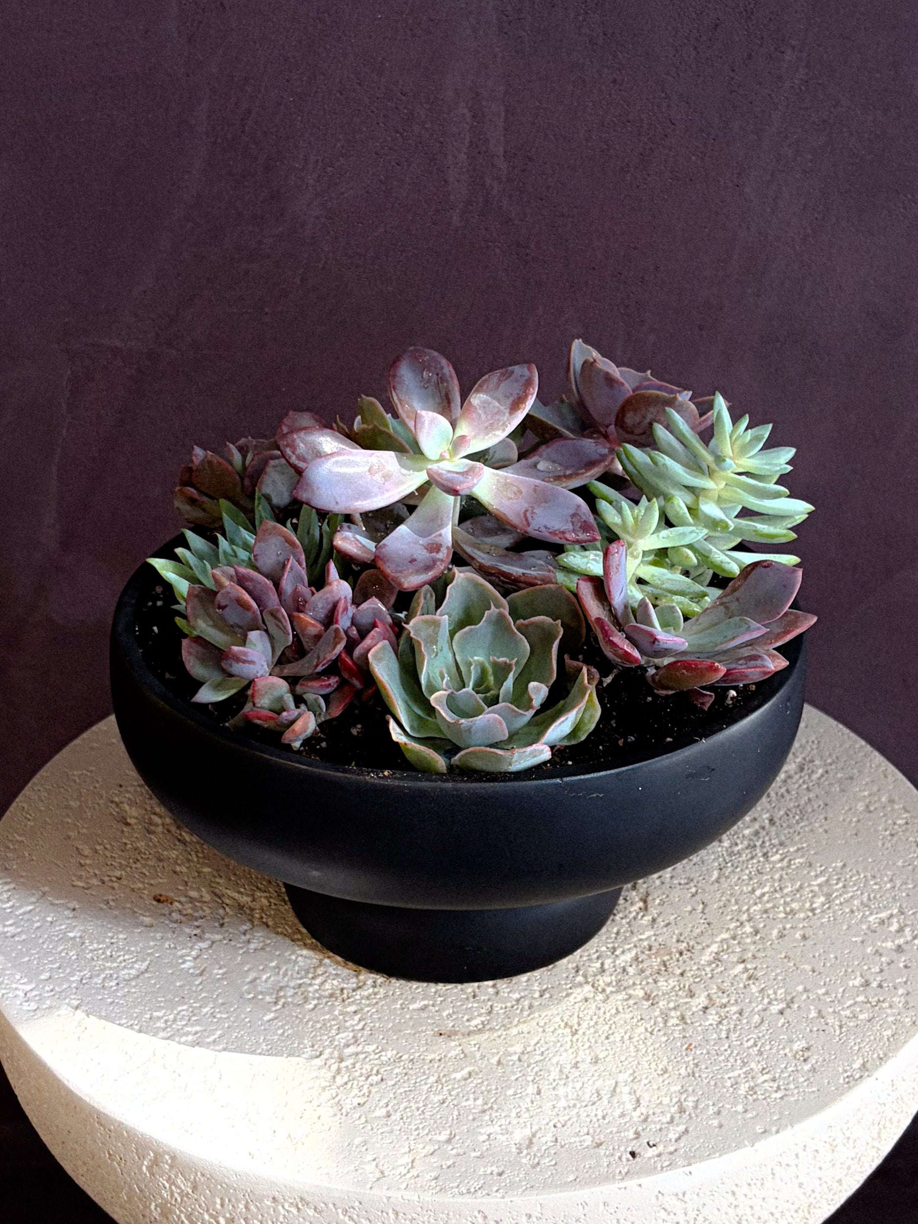 Succulent Arrangements