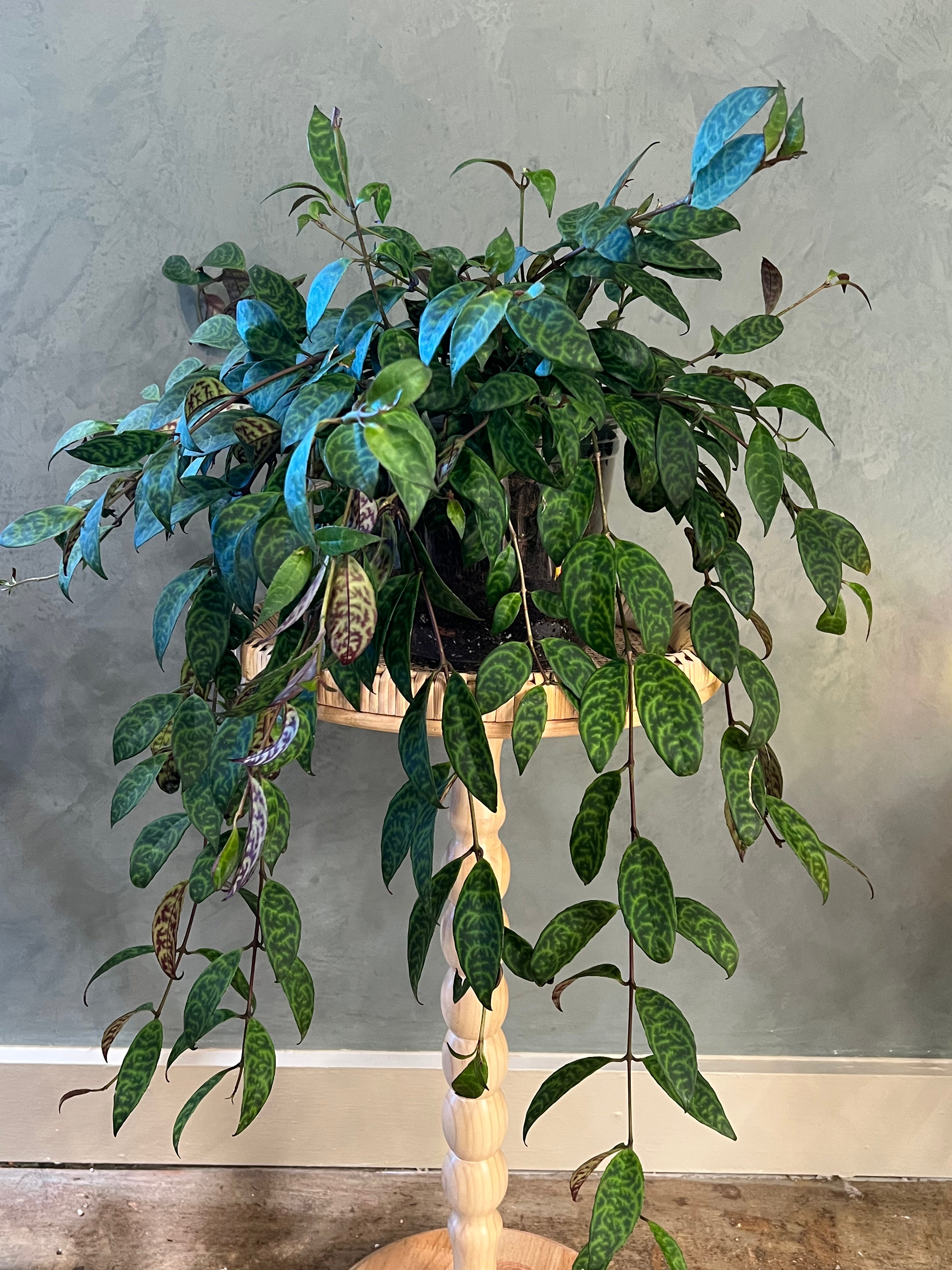 Black Pagoda (Lipstick Plant)