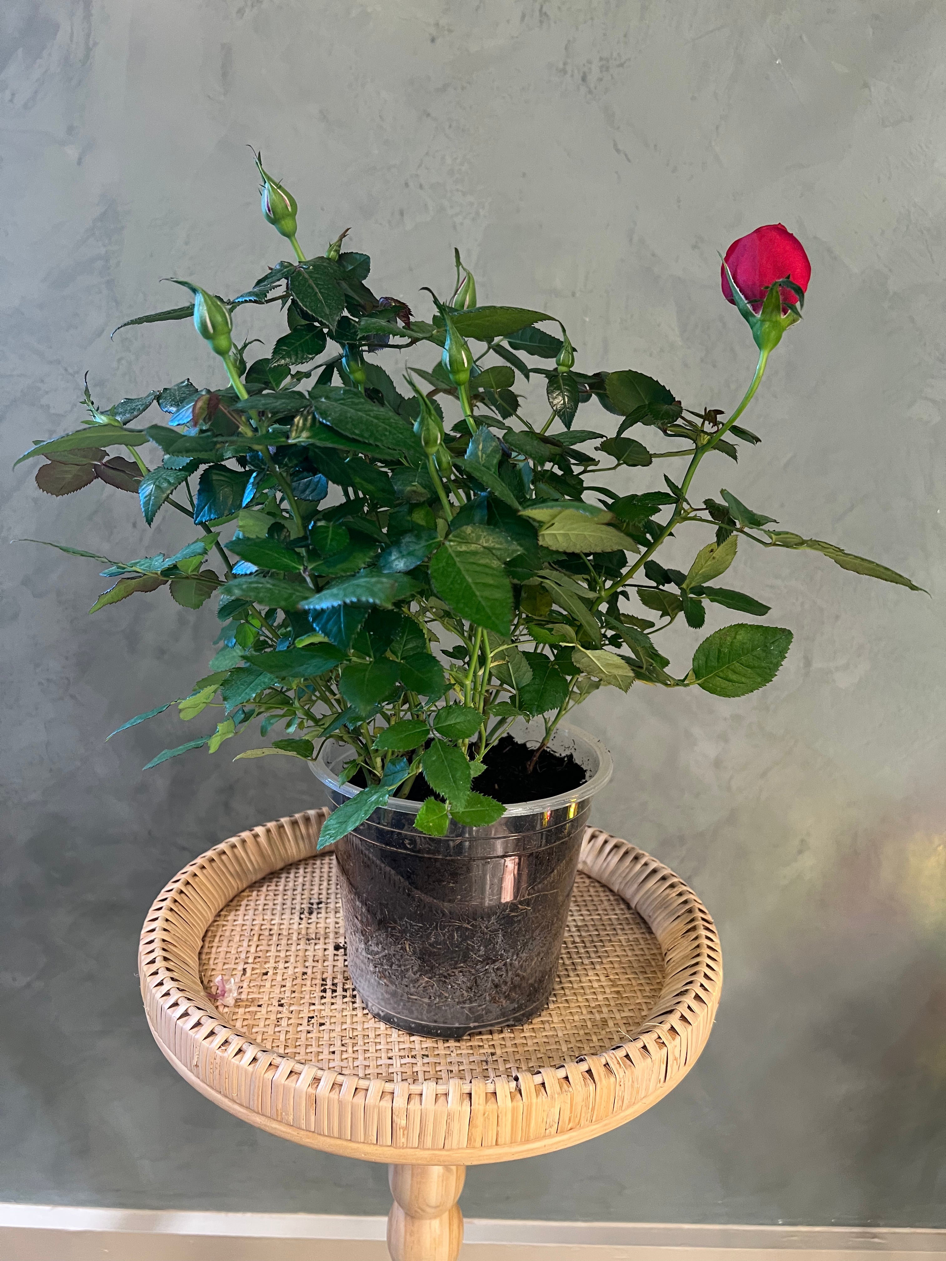 Rose Plant