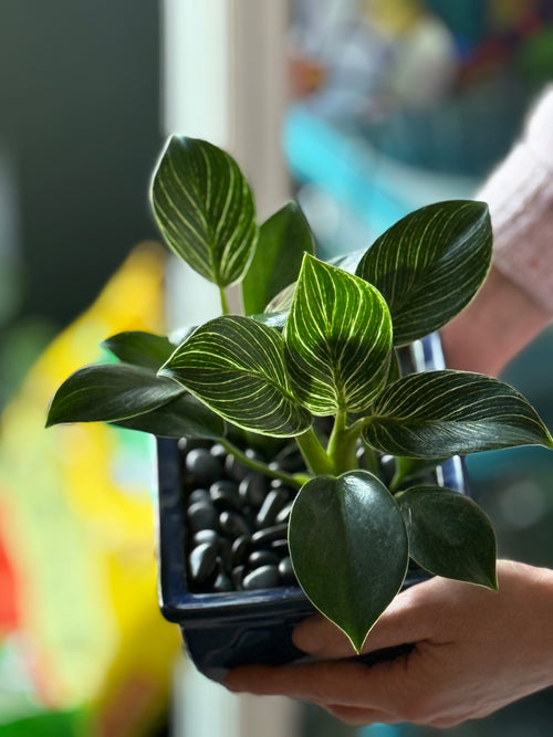 Birkin Philodendron