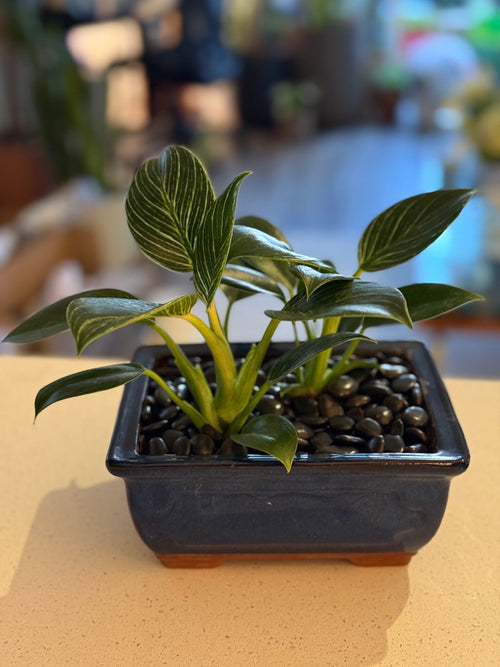 Birkin Philodendron