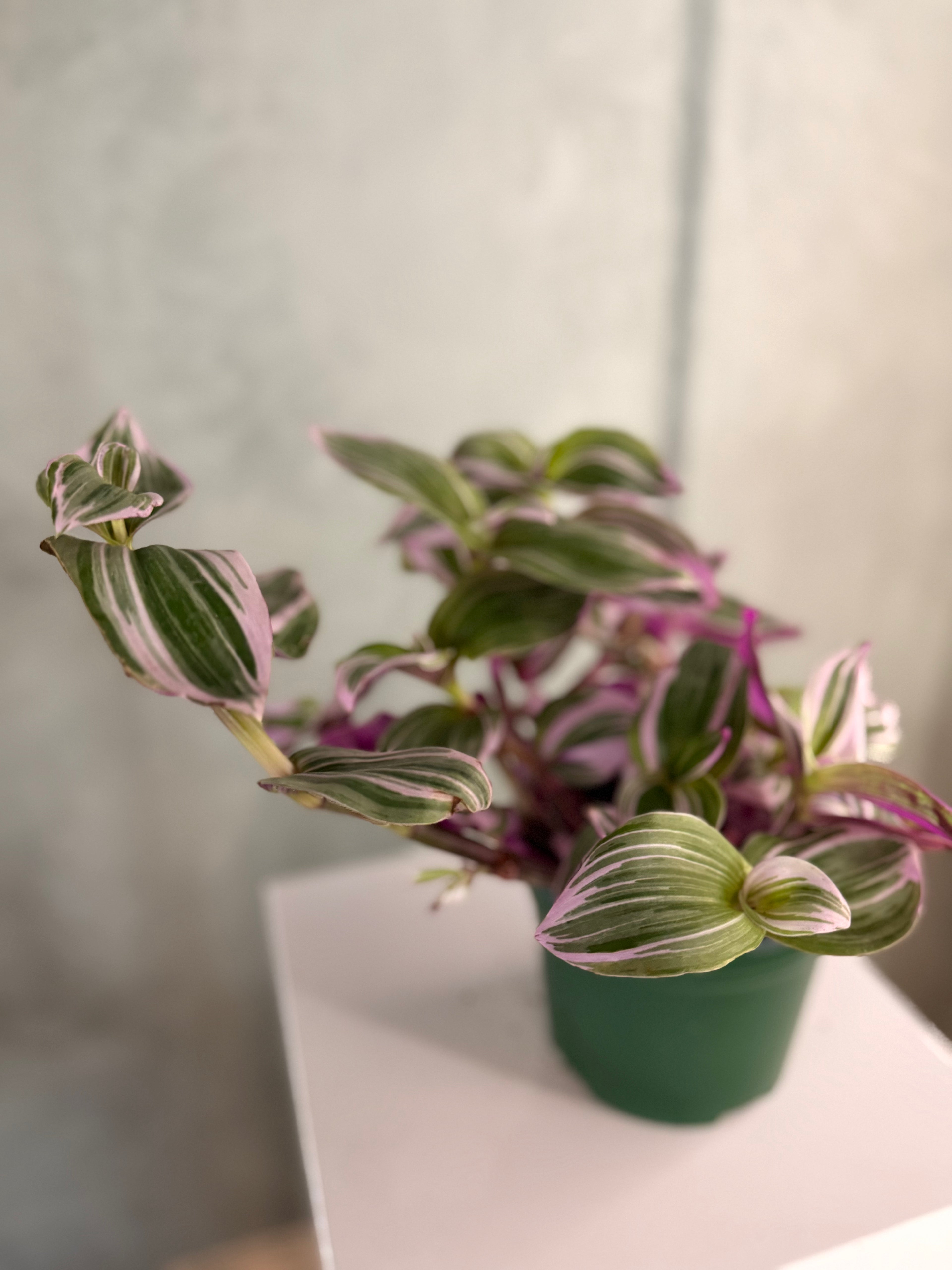 Small Leaf Spiderwort