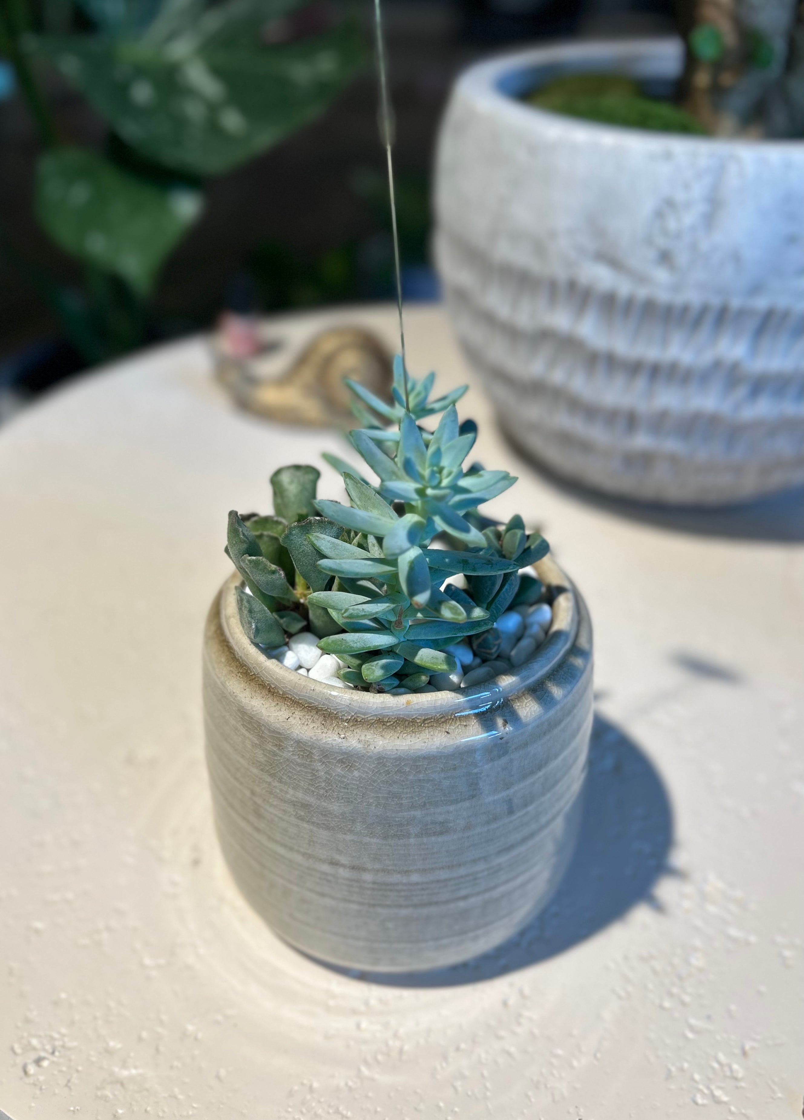 Super Donkey Tail Mini Succulent Garden