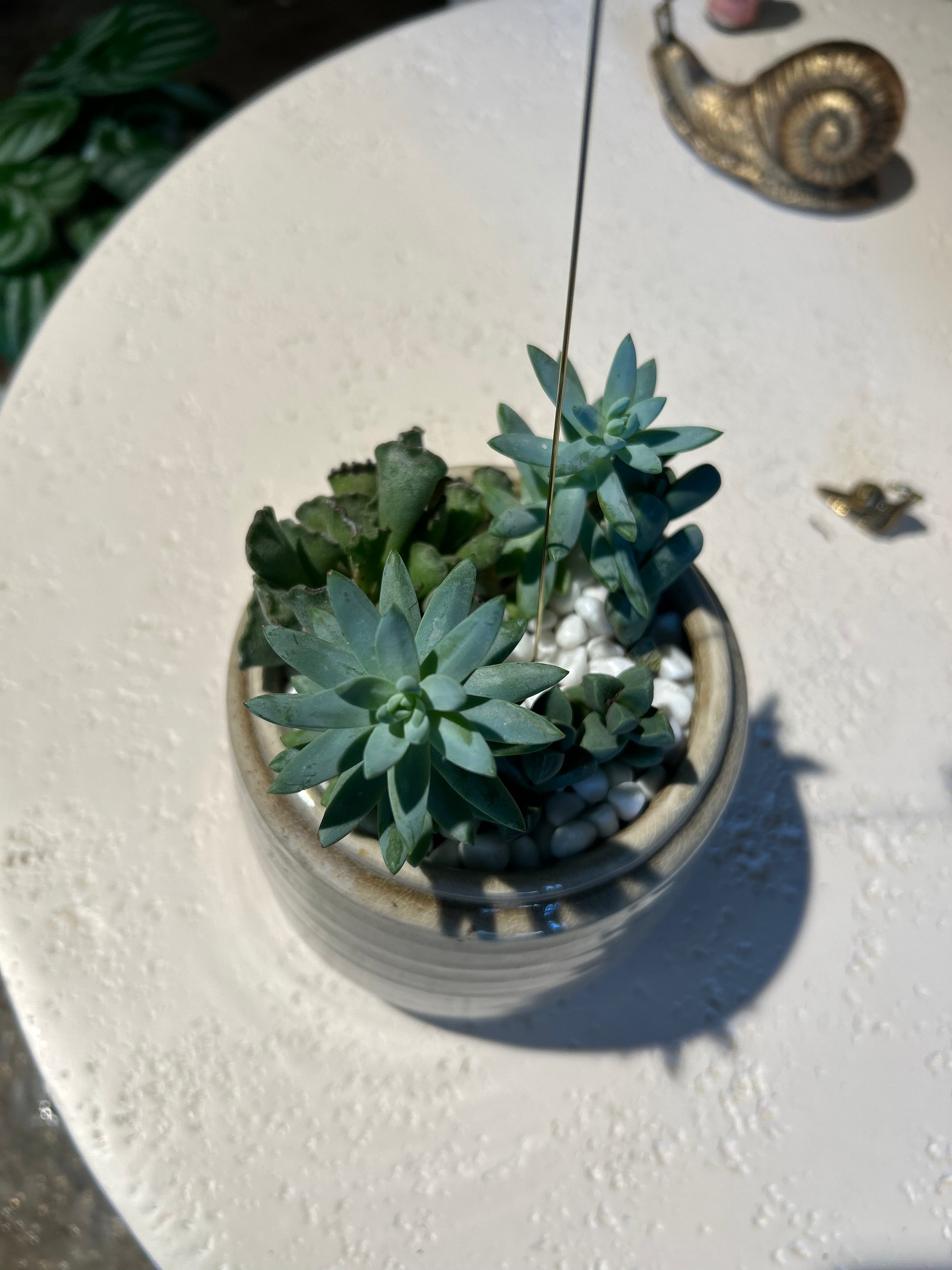 Super Donkey Tail Mini Succulent Garden