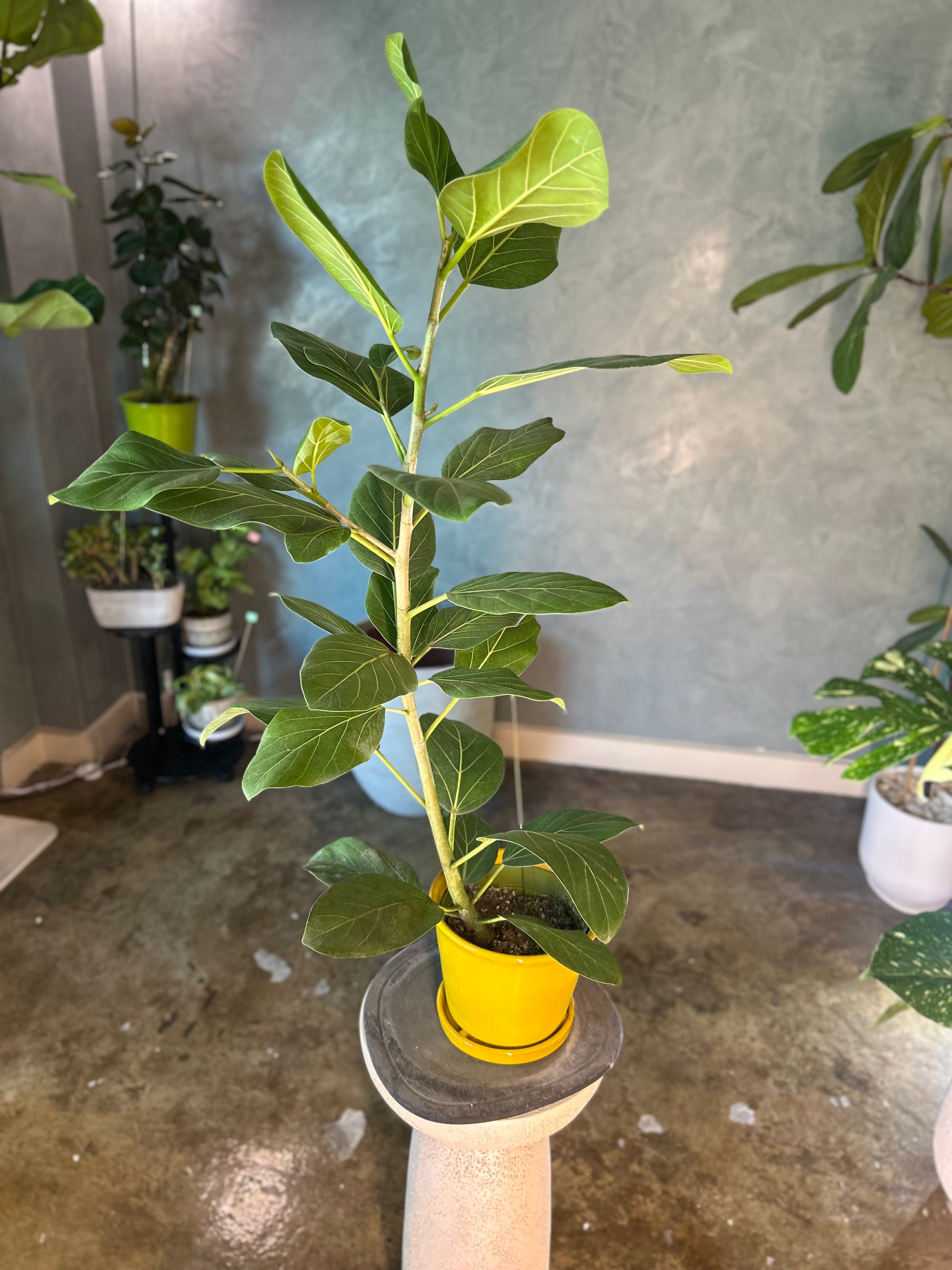 Potted plant on a small pedestal in an indoor setting with other plants in the background.