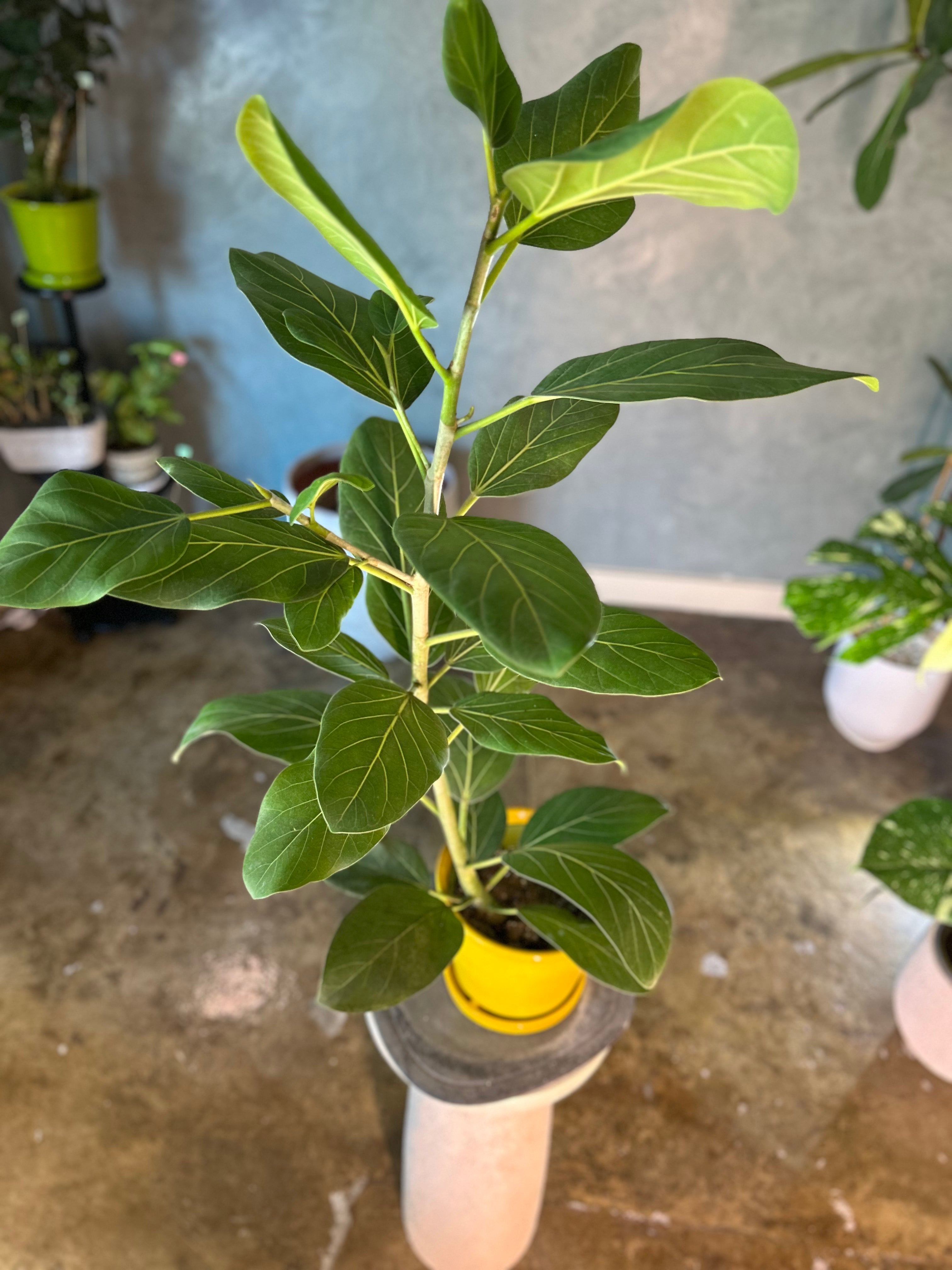 Potted plant with green leaves on a concrete floor with other plants in the background.