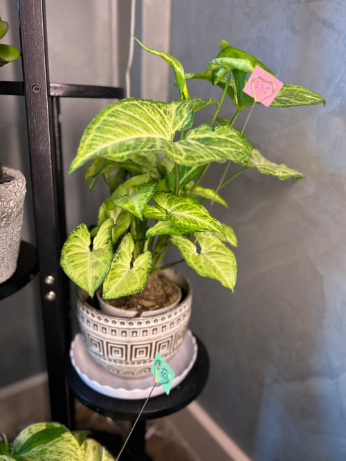 Arrowhead Plant