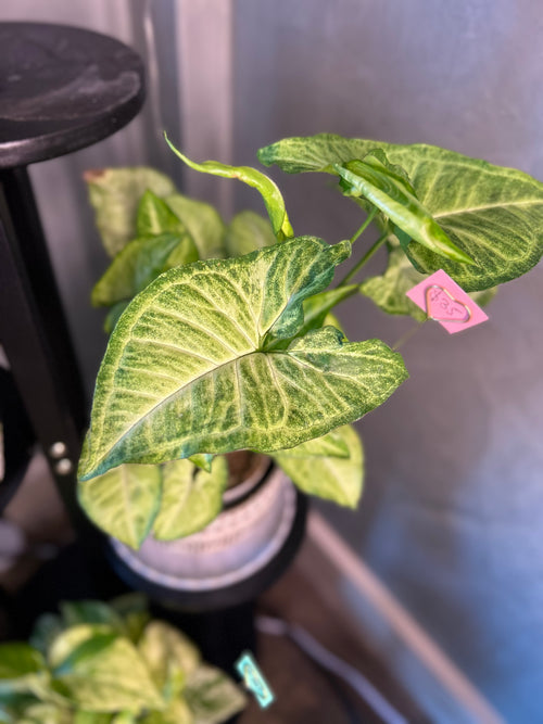 Arrowhead Plant