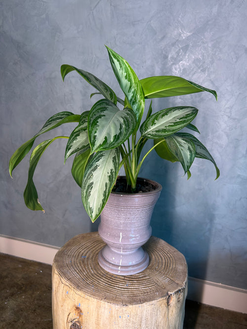 Aglaonema Silver Bay