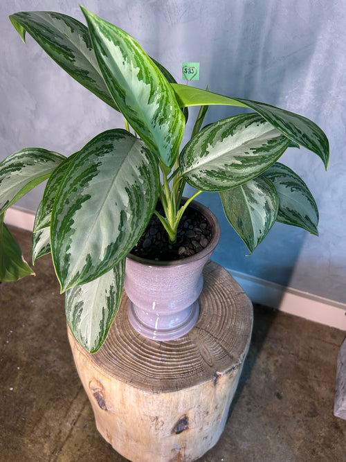 Aglaonema Silver Bay