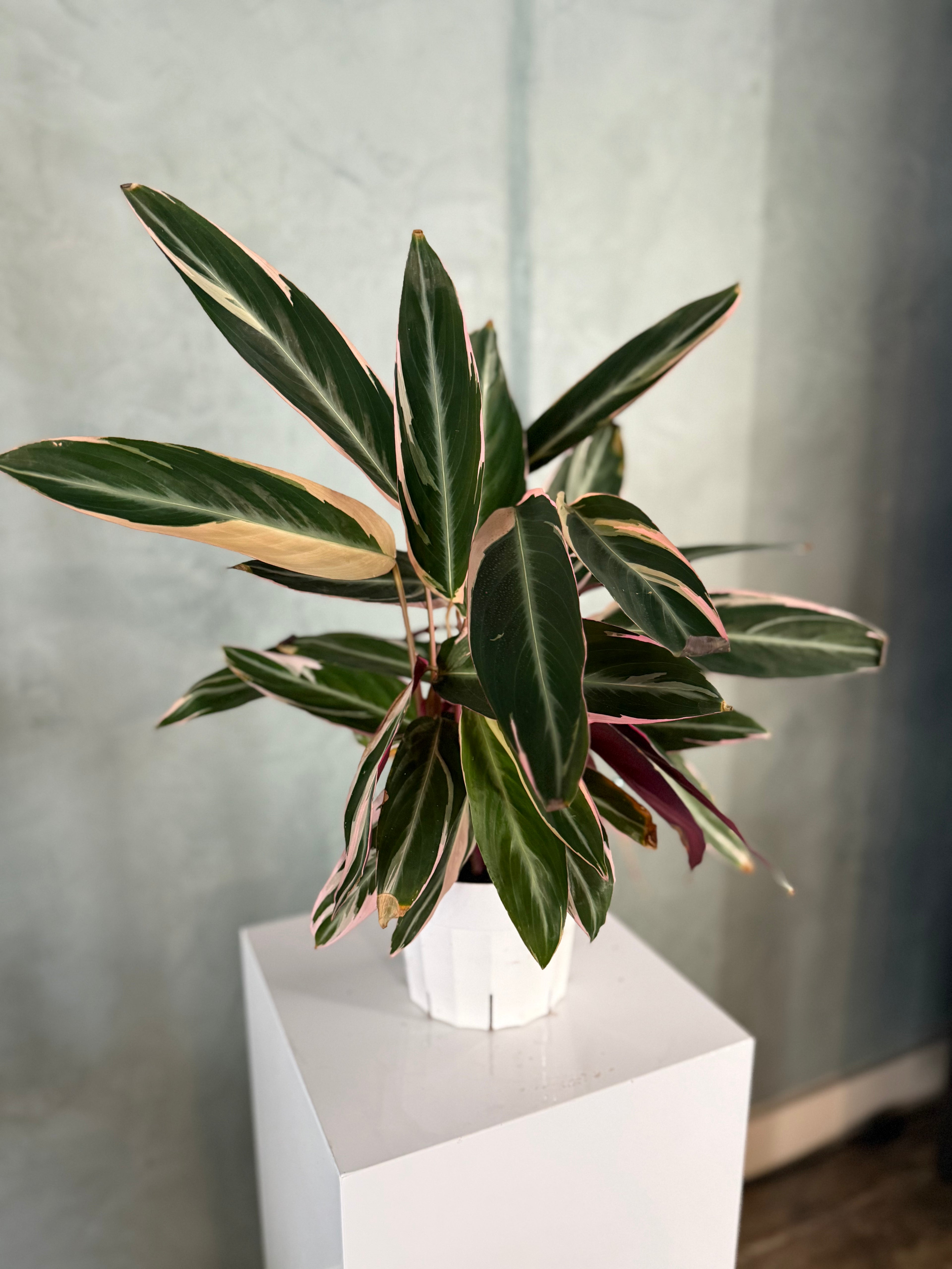 Stromanthe - Tricolor