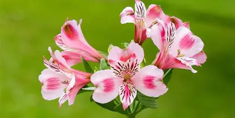Alstromeria