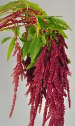 Amaranthus