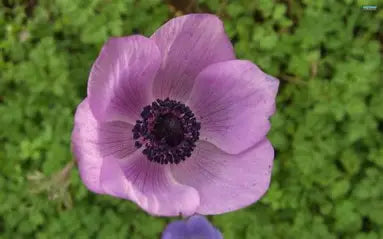 Anemone