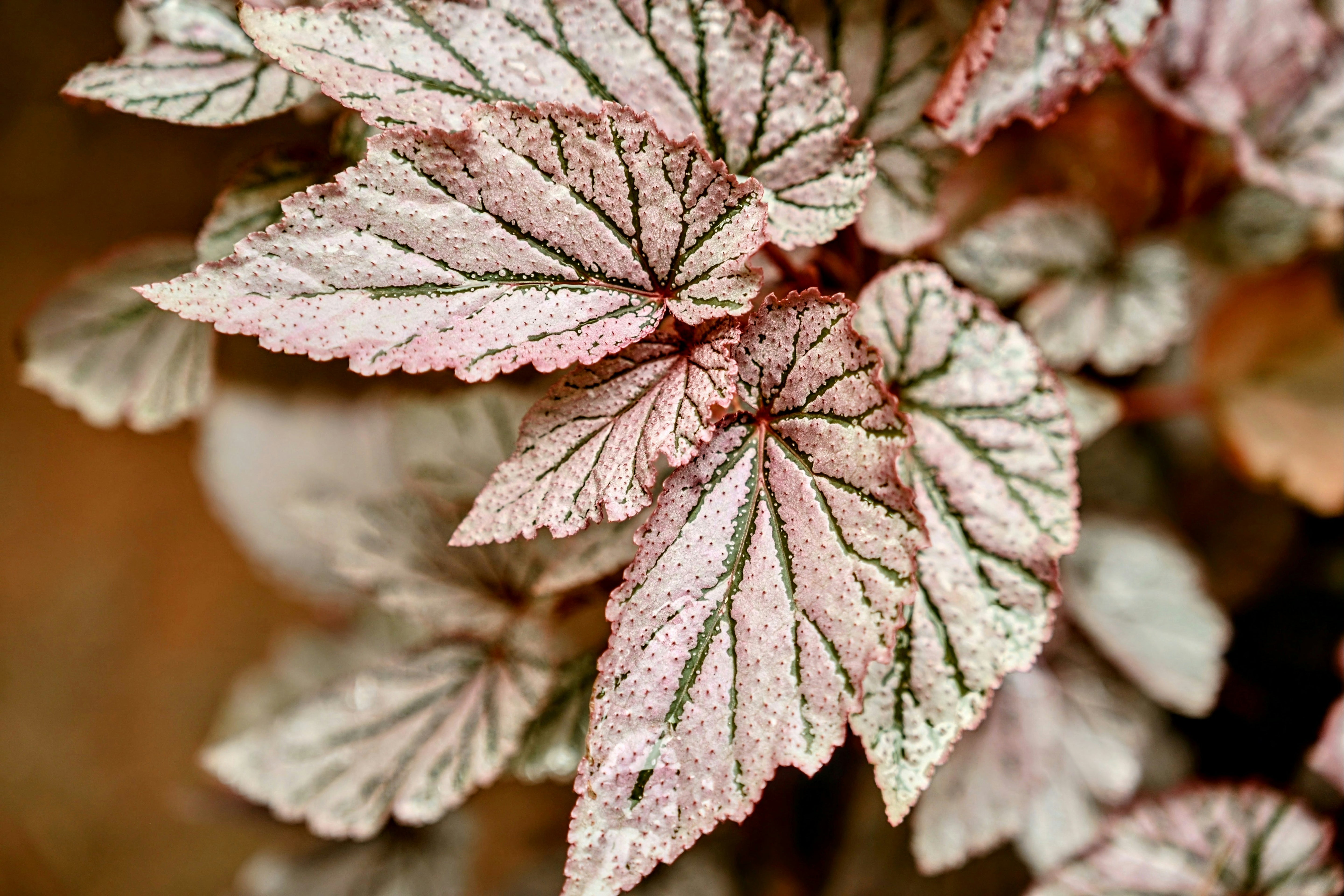 Begonia Rex