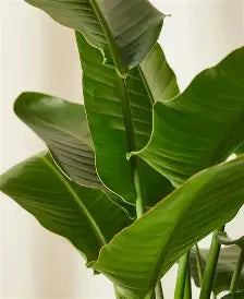 Bird's of Paradise - Greenery