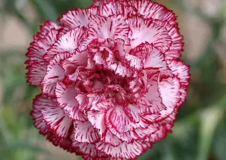 Carnation