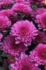 Chrysanthemum