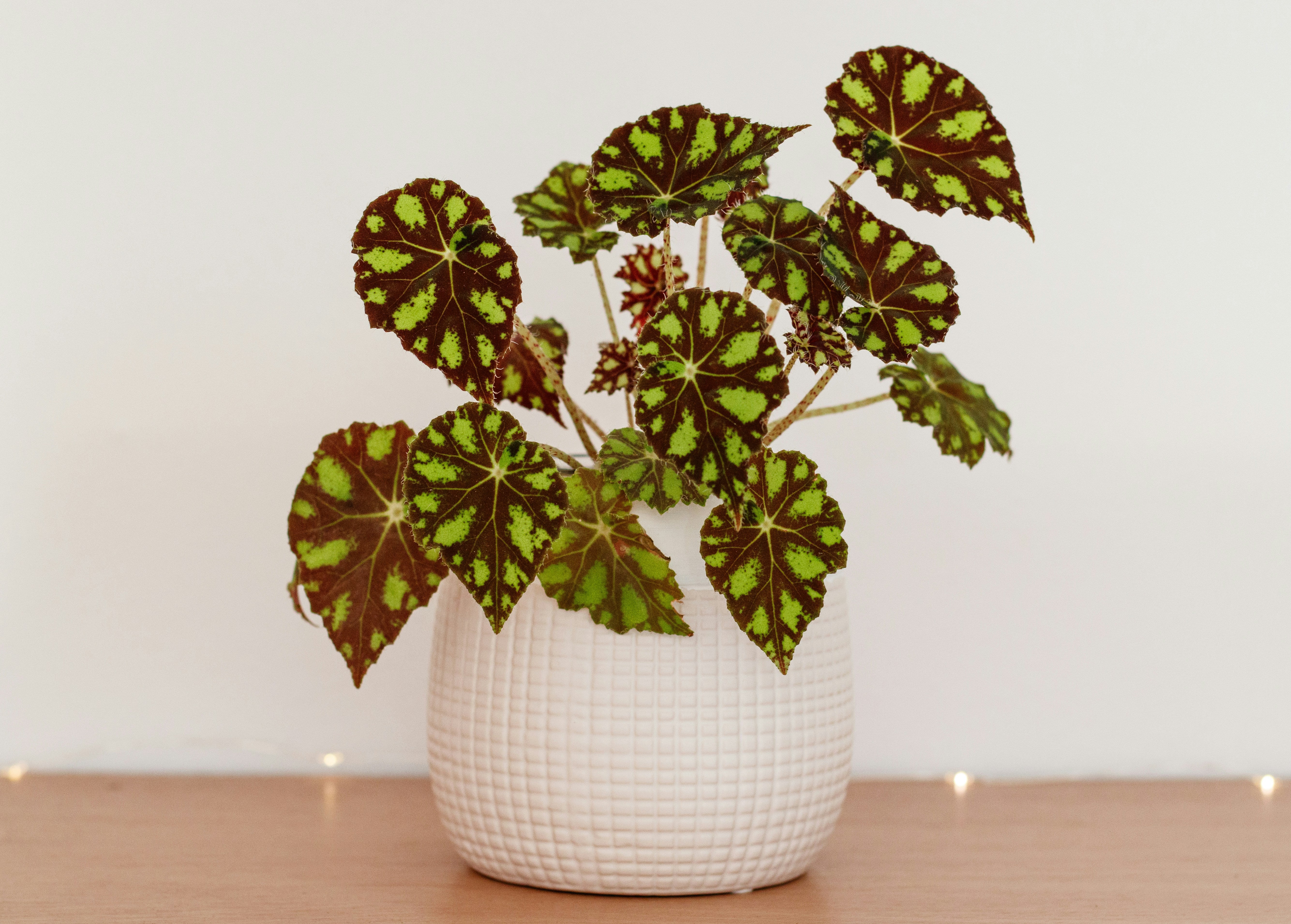 Begonia