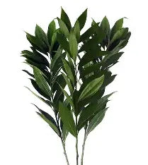 Cocculus - Greenery