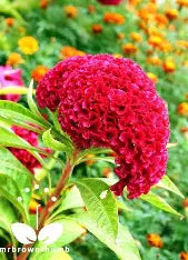 Cockscomb