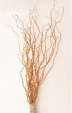 Curly Willow Twig - Greenery