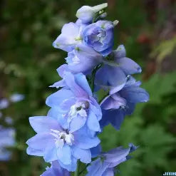 Delphinium