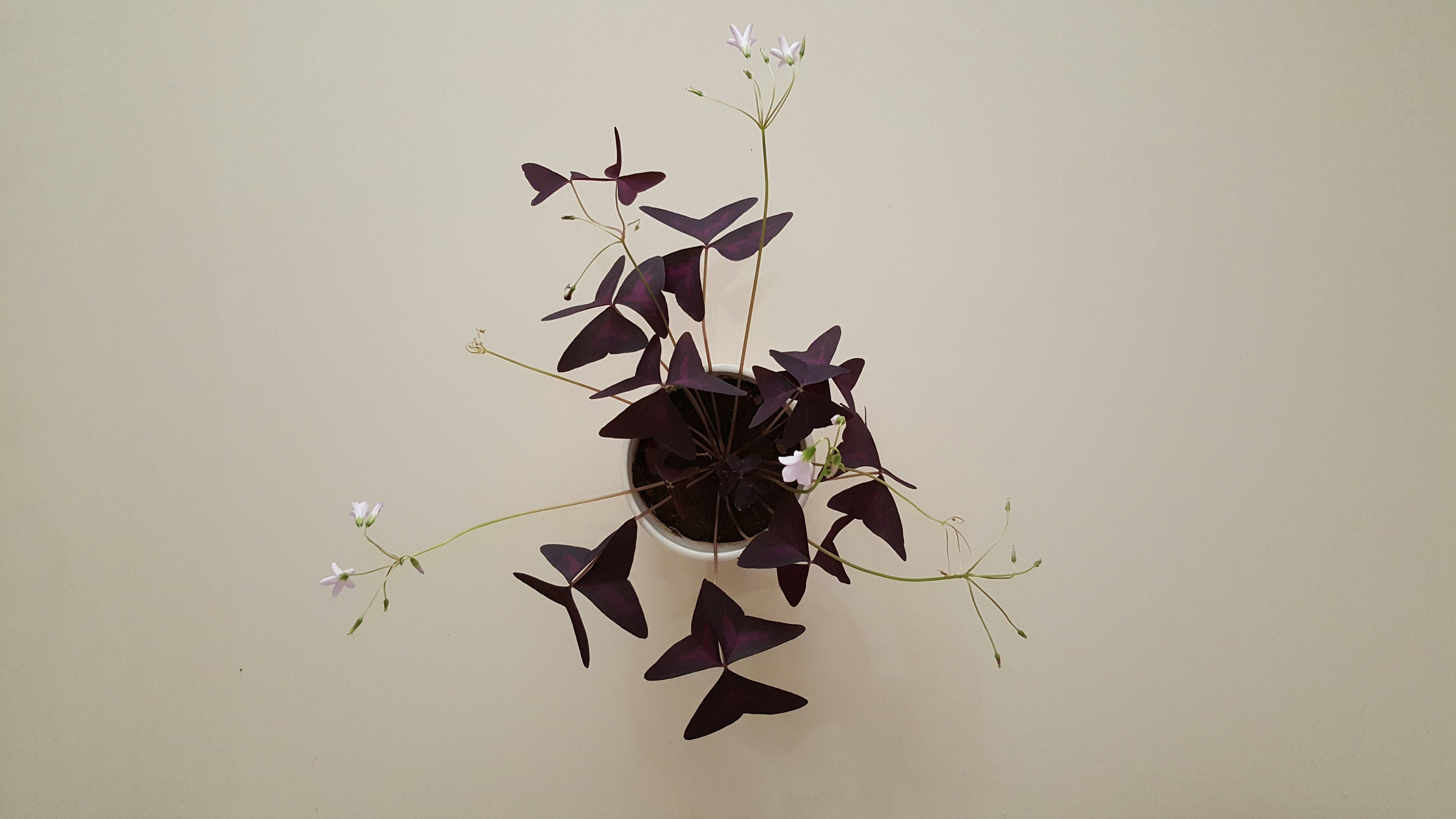 Oxalis Triangularis