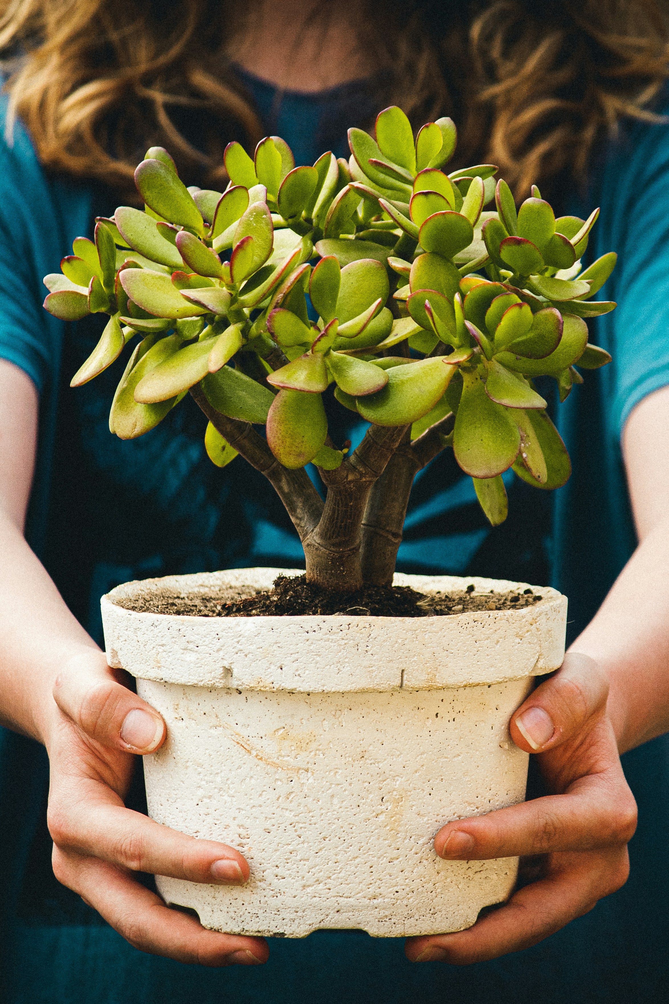 Jade Plant