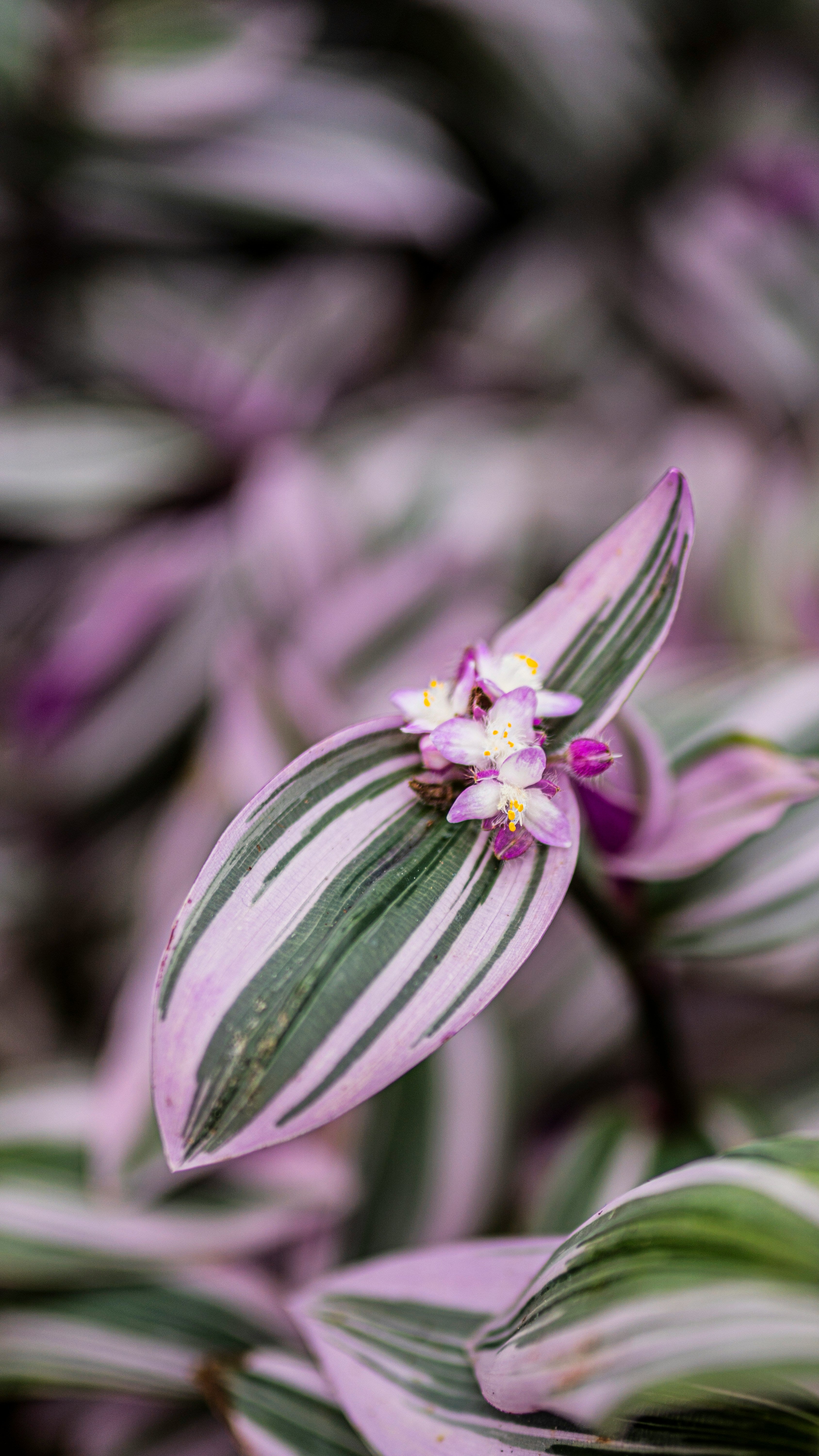 Tradescantia