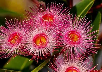 Eucalyptus Flower