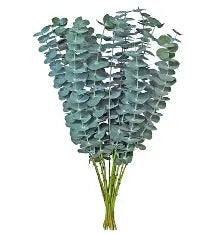 Eucalyptus Baby Blue - Greenery